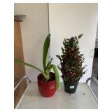 LIVE AMARYLLIS PLANT AND SMALL CHRISTMAS TOPIARY
