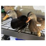 AVIAN X TOPFLIGHT MALLARD DECOYS FOR WATERFOWL