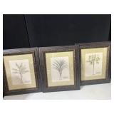 PRINTS OF MUSACEAE MACULATA, CARICA PAPAYA,