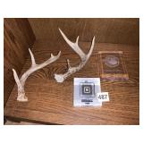 DEER ANTLERS & AWARDS