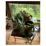 LIVE PLANTS INCL. CHRISTMAS CACTUS