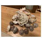ASSORTED SHELLS