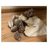 ASSORTED SHELLS