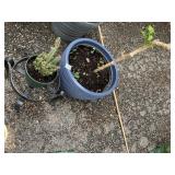 LARGE POTTED VING LIVE PLANT, LIVE CACTUS &