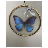 WALL HANGING BUTTERFLY PRESERVED UNDER GLASS