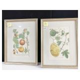 BOTANICAL PRINTS