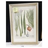 BOTANICAL ENGRAVING 11.5" X 17" FRAMED AND UNDER