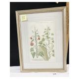 BOTANICAL ENGRAVING 16" X 21" FRAMED AND UNDER