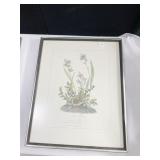 J.J. AUDUBON "FIELD BUNTING NO 33 PLATE 164 PRINT