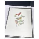 J.J. AUDUBON "SUMMER RED BIRD" 42 PLATE 208 PRINT