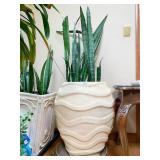 LIVE BLACK CORAL SNAKE PLANT SITTING IN LARGE