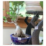 COBALT PLANTER W/ GINSENG FICUS BONSAI PLANT