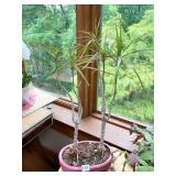 DRAGON TREE IN PLANTER STANDING 26" H X 17" W