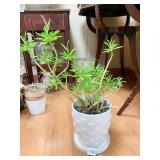 PEPEROMIA NIVALIS OR TACO PLANT LIVE W/ HEART