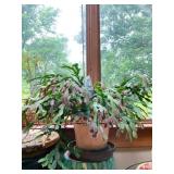 CHRISTMAS CACTUS 20" H X 32" W IN DECORATIVE