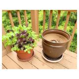 RED LETTUCE BASIL PLANT  AND GLAZED PLANTER