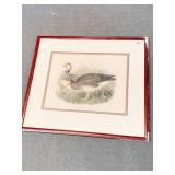 CHEN CERULESCENS THE BLUE WAVEY DRAWN FROM NATURE