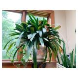 CLIVIA MINIATA TROPICAL PLANT IN POTTERY PLANTER