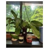 CANDLES AND PLANT IN VASE