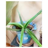 LIVE ALOE VERA PLANT IN PLANTER WITH LINER