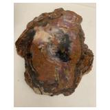 PETRIFIED WOOD FROM PAINTED DESERT 17" X 13"