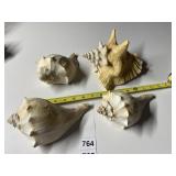 CONCH SHELL, SEASHELLS