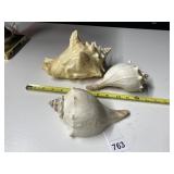 CONCH SHELL, SEASHELLS