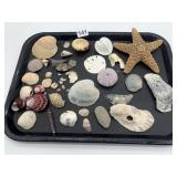 VARIETY OF SEASHELLS AND STAR FISH