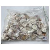 ASSORTED NATURAL SEASHELLS, VARIOUS SPECIES,