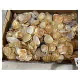 ASSORTED NATURAL SEASHELLS AND POLISHED STONES.