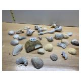 ASSORTED NATURAL SPECIMENS, SEASHELLS, BONE