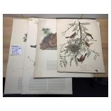 RICHARD R. BANKS ORNITHOLOGICAL PRINTS, BIRD
