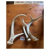 DEER ANTLERS (2).