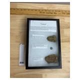 TRILOBITE FOSSIL DISPLAY, INCLUDES CALYMENE FROM
