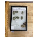 DISPLAY CASE W/ ASSORTED CHITON FOSSILS, LABELED
