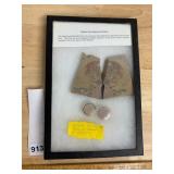 TRILOBITE FOSSIL DISPLAY, OLENELLUS FOWLERI W/