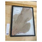 NATURAL SEA FAN SPECIMEN, DELICATE BRANCHING