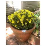 CHRYSANTHEMUM PLANT, TERRACOTTA POT, EMBOSSED