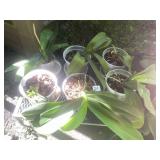 ORCHID PLANTS, INCLUDES PLASTIC POTS, BARK MEDIA,