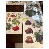VILMORIN-ANDRIEUX & CO BOTANICAL PRINTS, COLOR