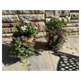 TERRACOTTA PLANTERS, WIRE STANDS, INCLUDES