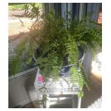 WICKER PLANT STAND, WHITE PAINTED FINISH, SQUARE