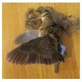 TAXIDERMY BIRD - WOODCOCK - WALL HUNG