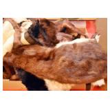 FUR COLLARS, MINK STOLE