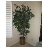 FICUS TREE 7 FOOT