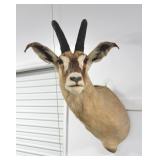 AFRICAN ROAN ANTELOPE MOUNT