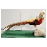 GLODEN PHEASANT FULL MOUNT