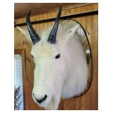 MOUNTAIN GOAT HEAD MOUNT - TAXIDERMY