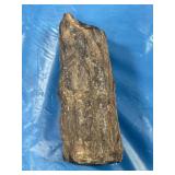 5" PETRIFIED WOOD