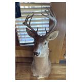 10 POINT DEER MOUNT - ANTLER IS BROKEN